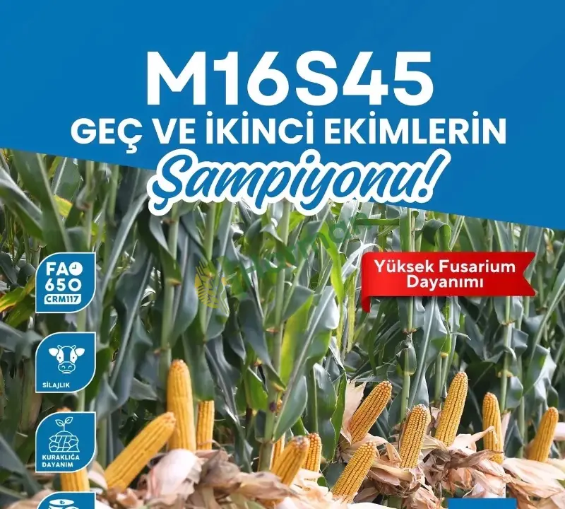 MAY M16S45 MISIR TOHUMU