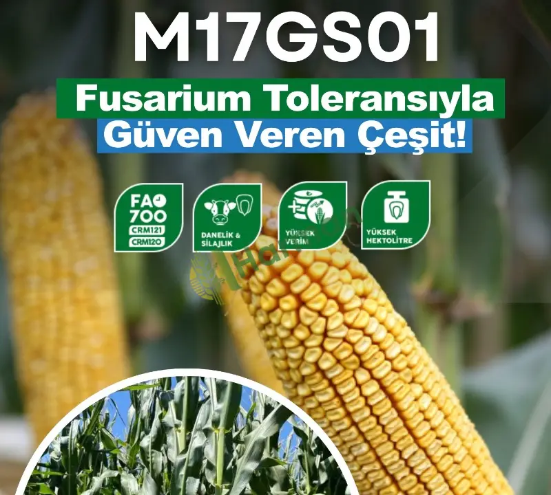 MAY M17GS01