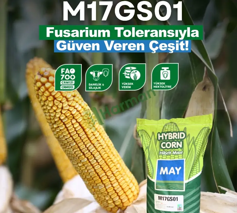 MAY M17GS01