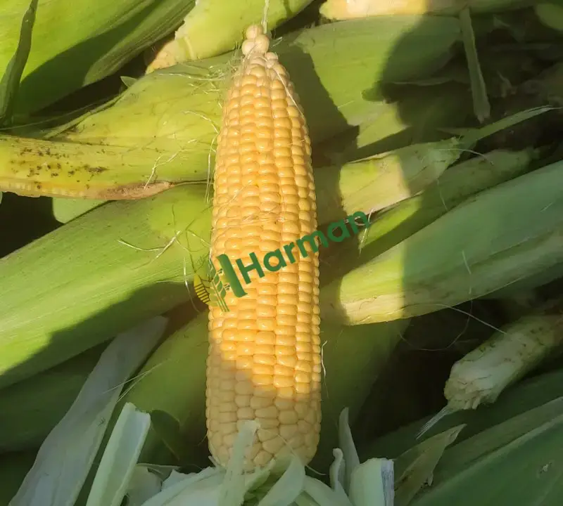 May Vega F1 şeker mısır