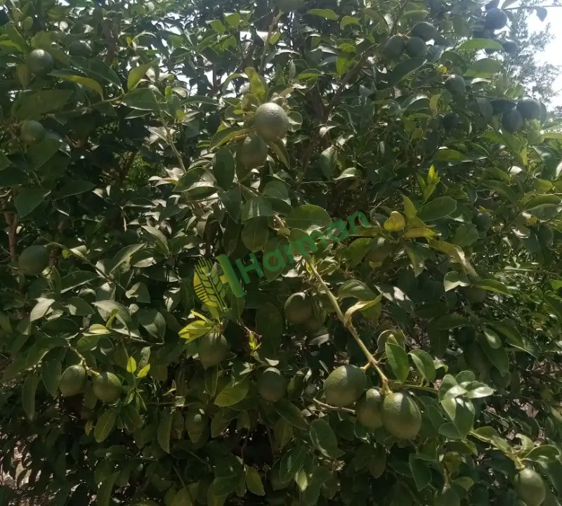Mayer cinsi limon