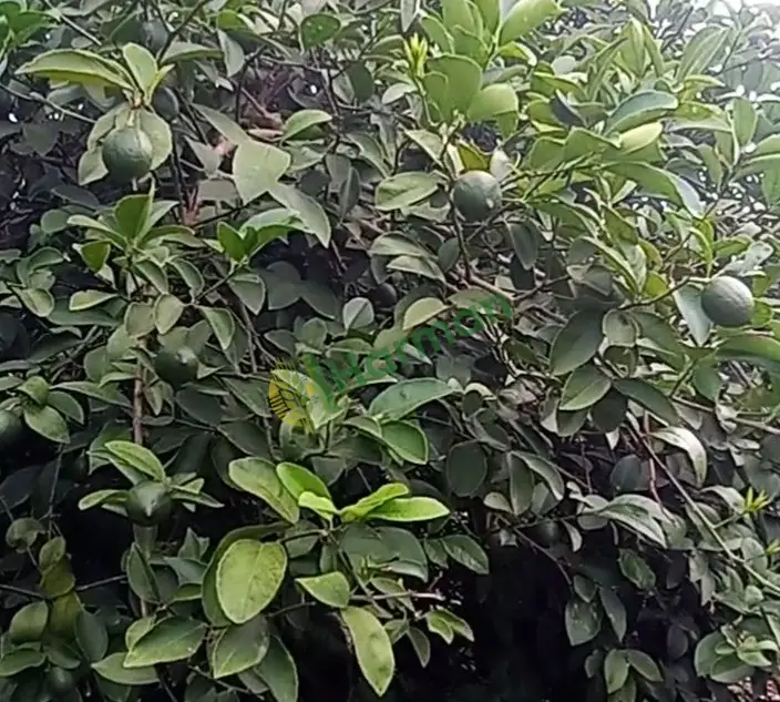 Mayer cinsi limon