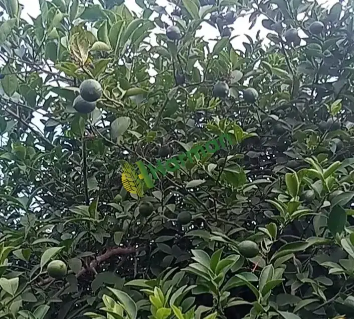 Mayer cinsi limon