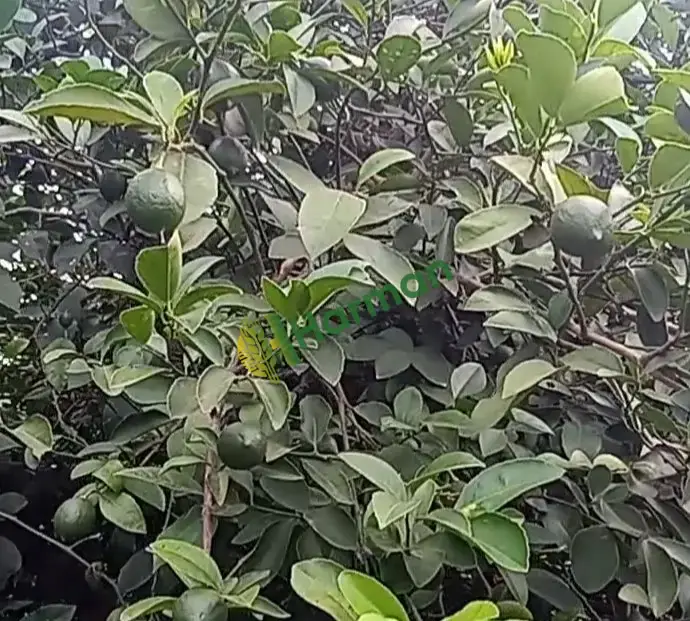 Mayer cinsi limon