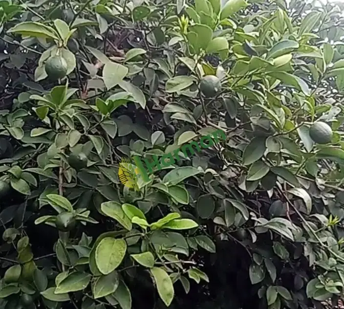Mayer cinsi limon