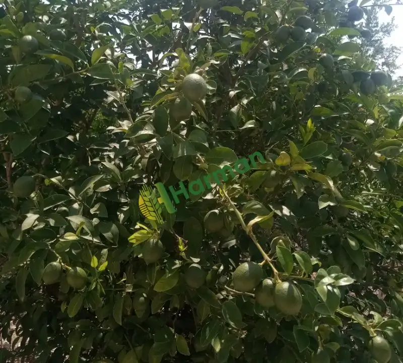 Mayer cinsi limon