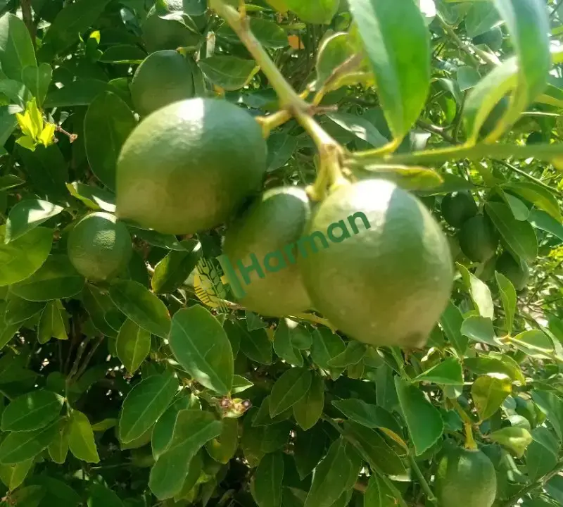Mayer cinsi limon