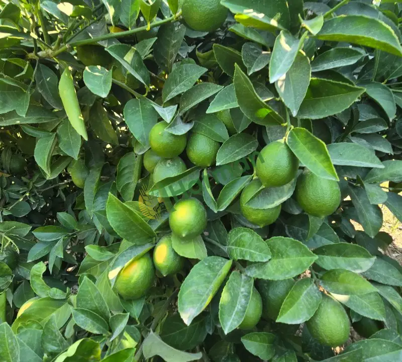 Limon hal fiyatı