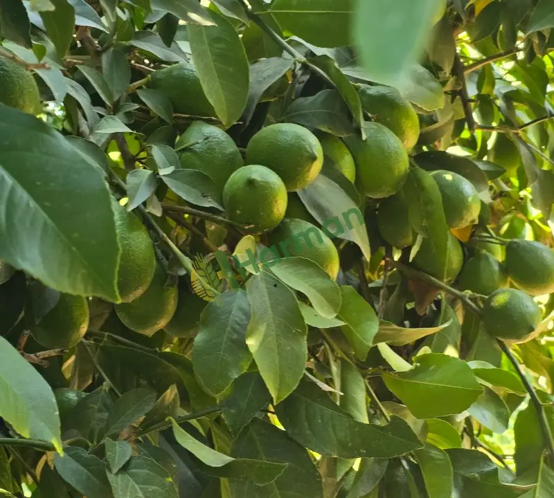mayer limon