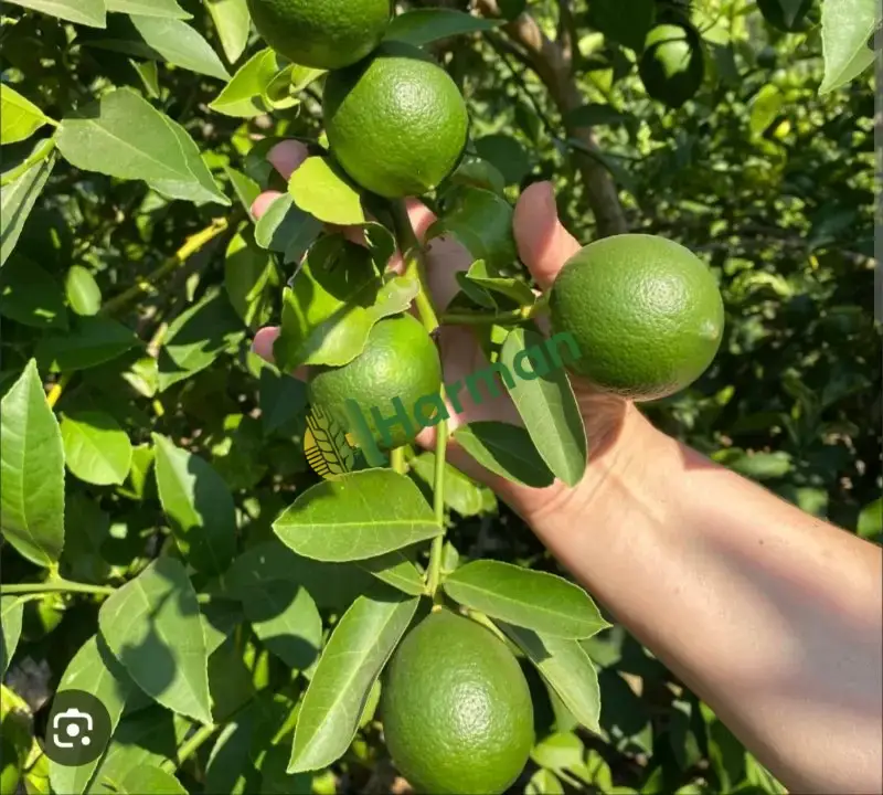Mayer Limon