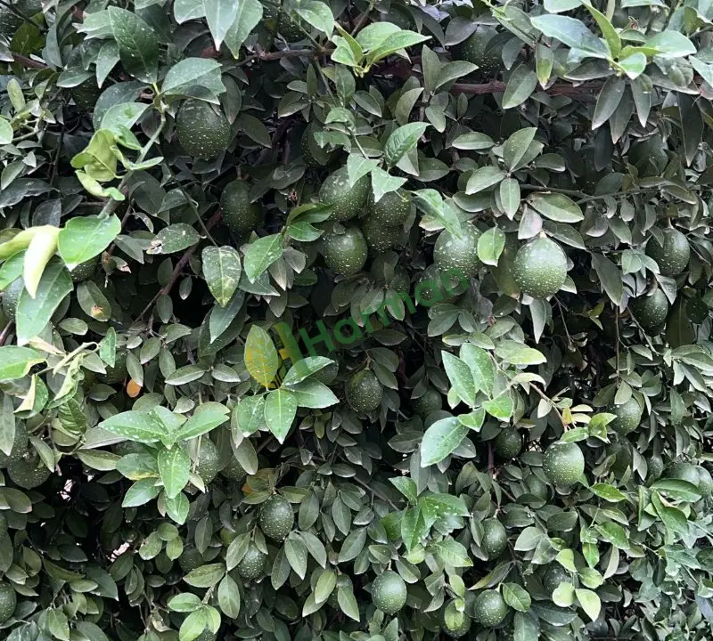 Mayer limon 750 ton