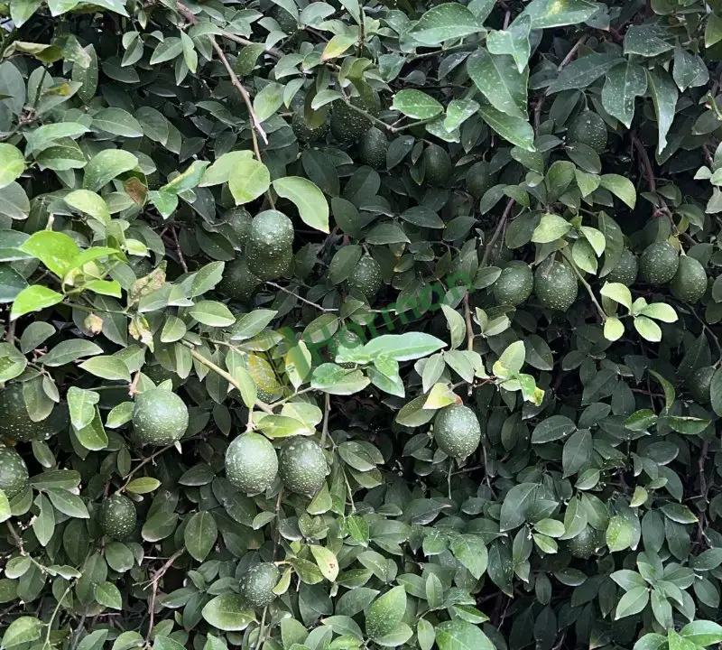 Mayer limon 750 ton