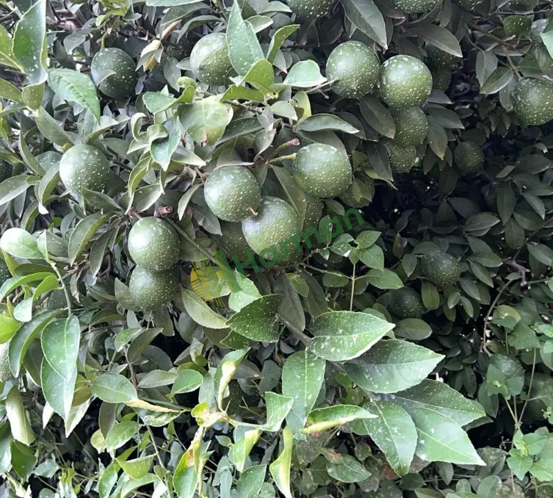 Mayer limon 750 ton
