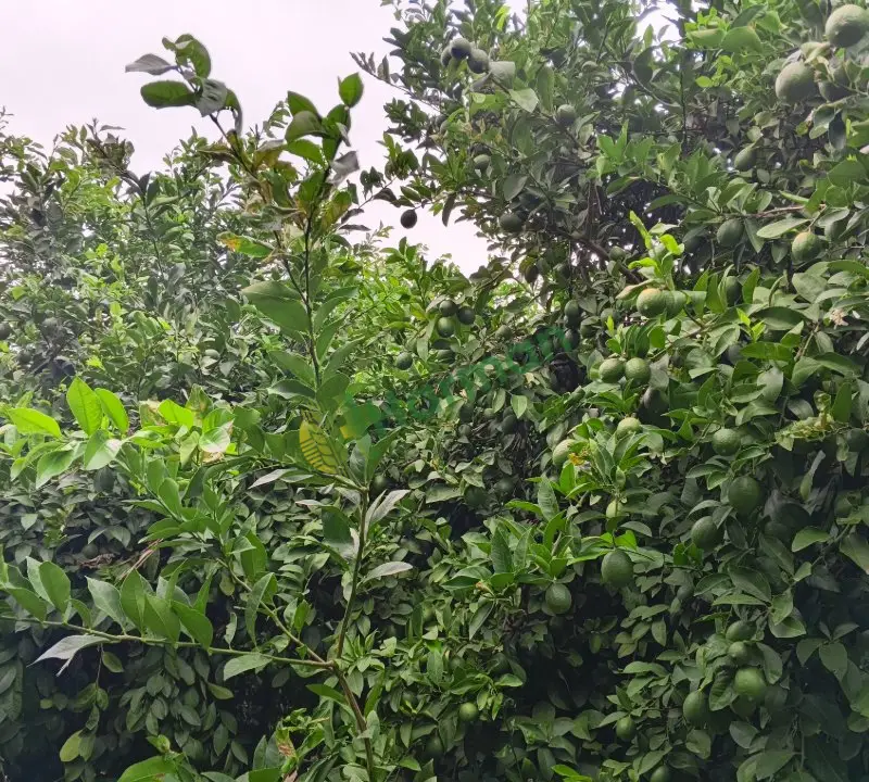 Mayer limon 850 ton