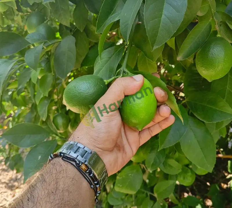 Mayer limon 850 ton