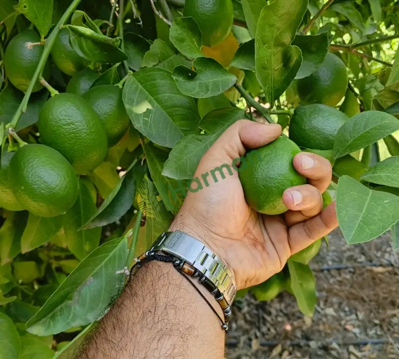 Mayer limon 850 ton