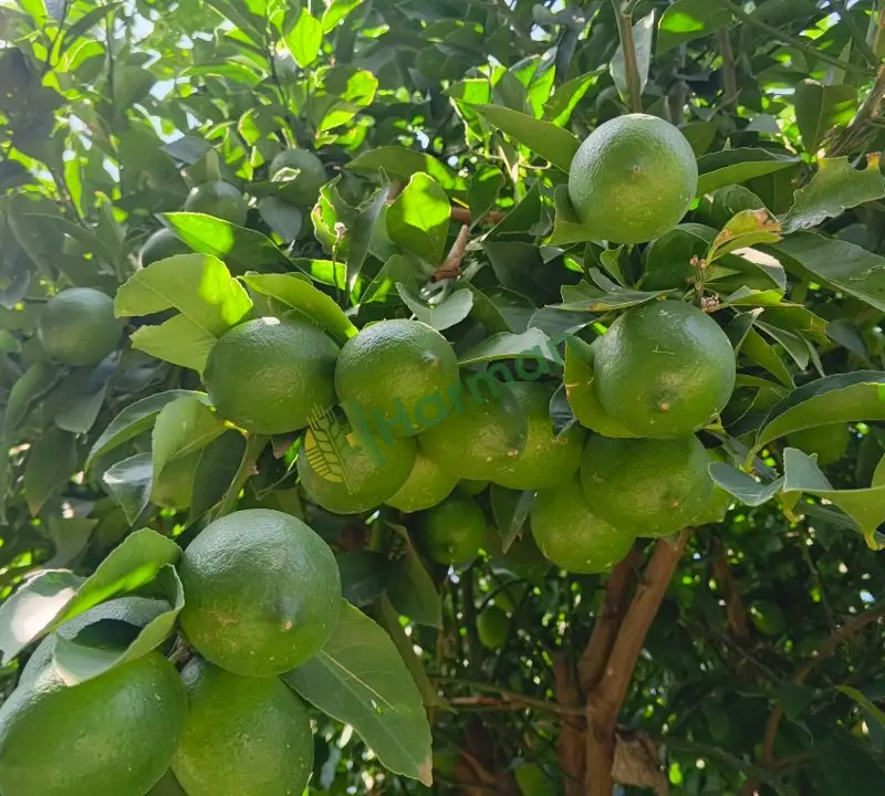 Mayer limon 850 ton
