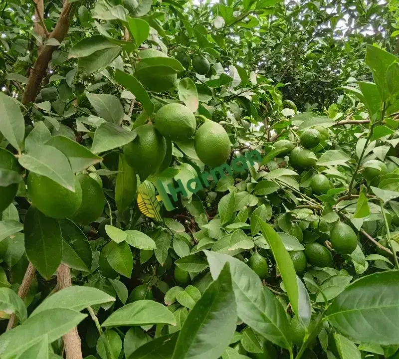 Mayer Limon 850 Ton - 4