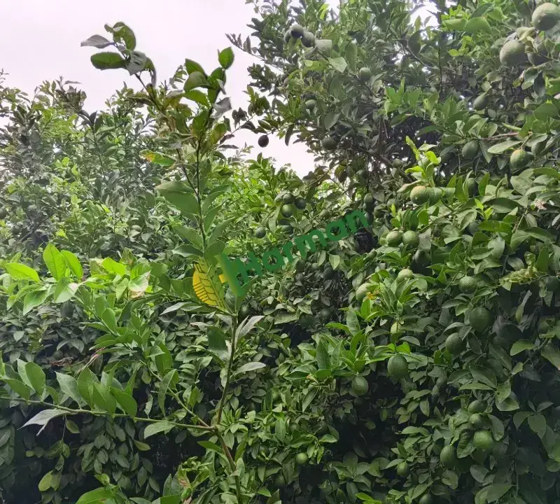 Mayer Limon 850 Ton - 5