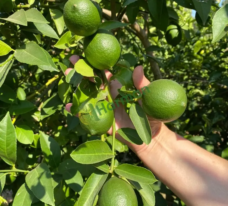 Mayer Limon