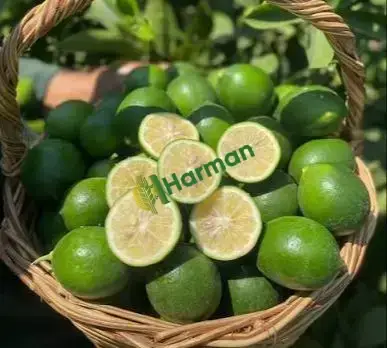 Mayer Limon
