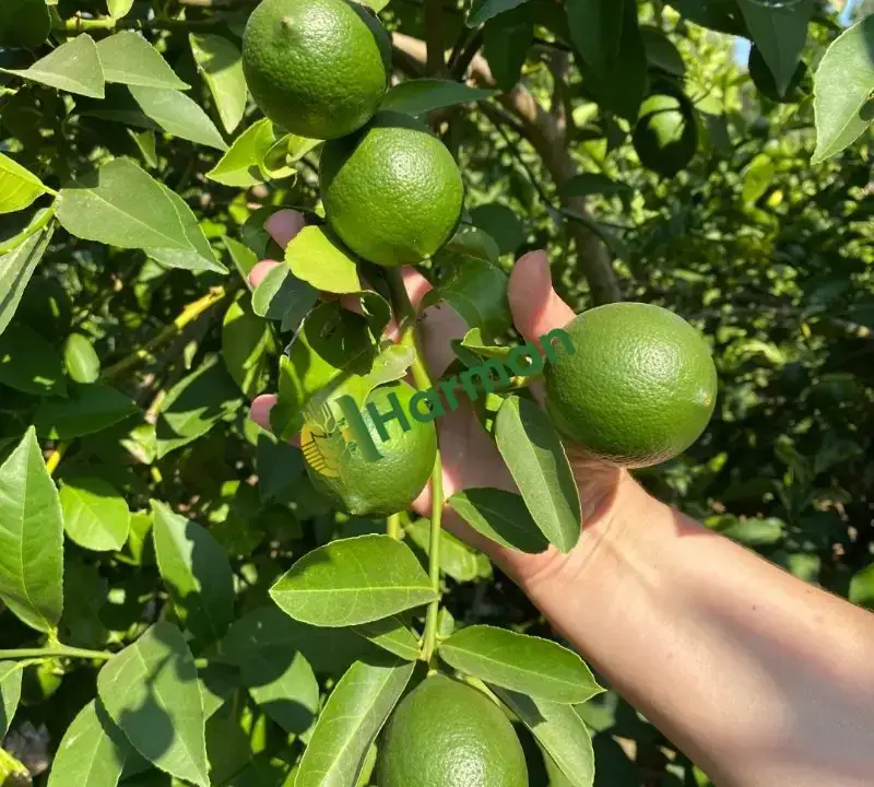 Mayer Limon
