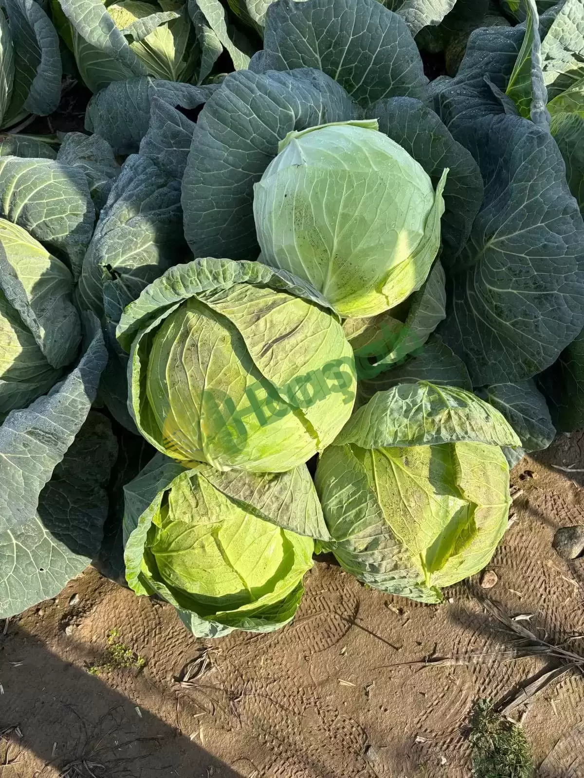 Megaton Lahana 3kg/6kg