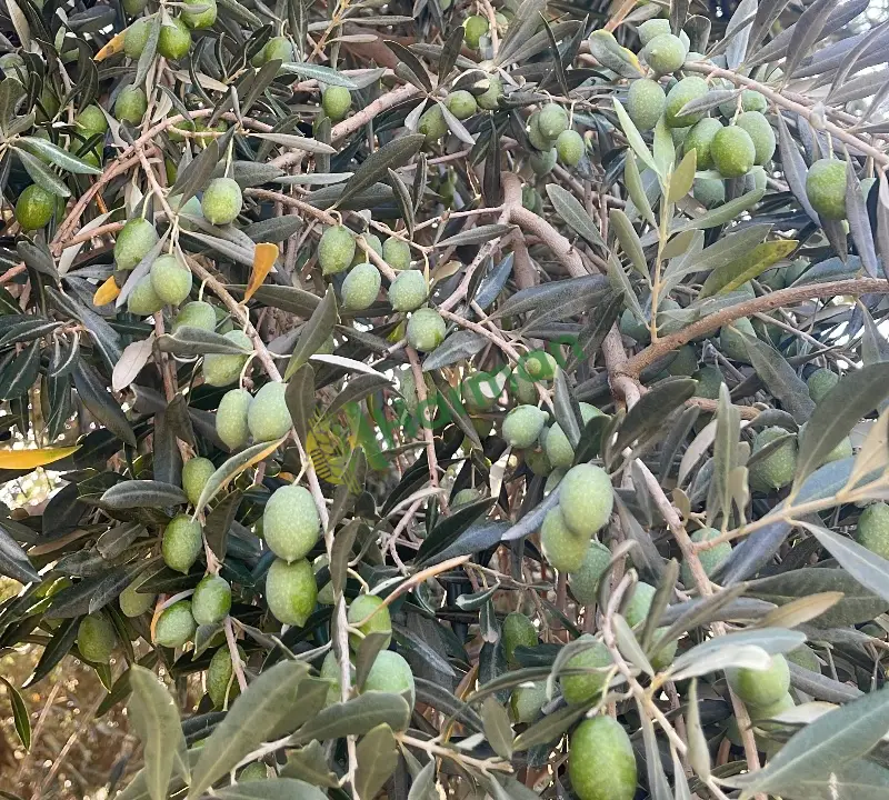 Memecik 100 ton yeşil zeytin sulanmış ve güzel durumda