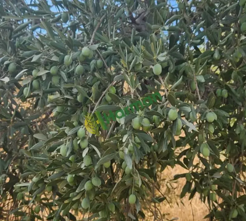 Memecik yeşil zeytin- muğla/milas