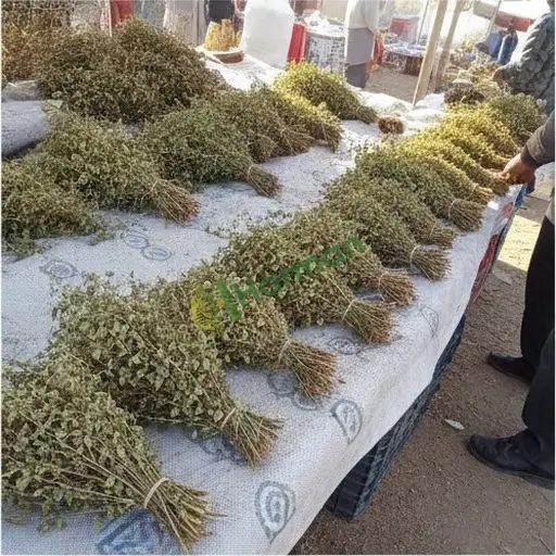 Niğde Çamardı · Aranan Mercanköşk