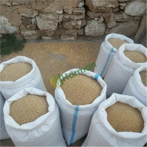 Mersin Silifke'de arpa tohumu alıcısıyım