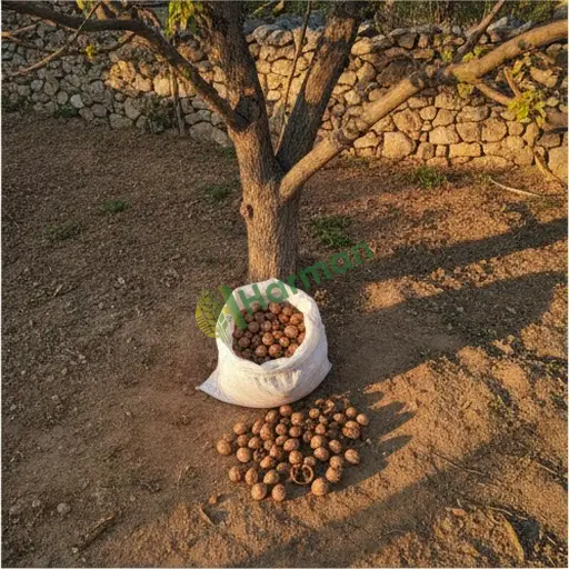 Mersin Akdeniz ceviz işleme makinesi alıcısıyım