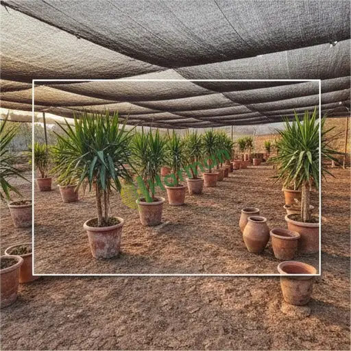 Mersin Çamlıyayla'da dracena alınır