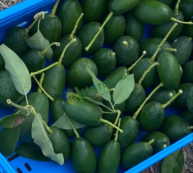 Mersin Erdemli‘den birinci sınıf avokado