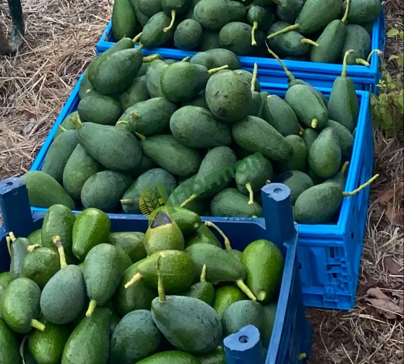 Mersin Erdemli‘den birinci sınıf avokado