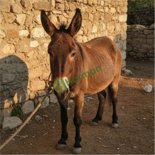 Mersin Toroslar'da katır alınacak