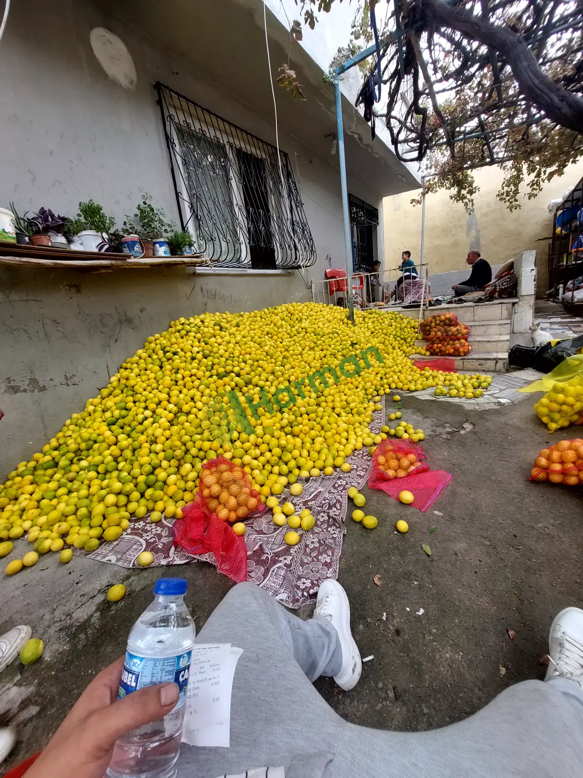 Mersin Mayer cins