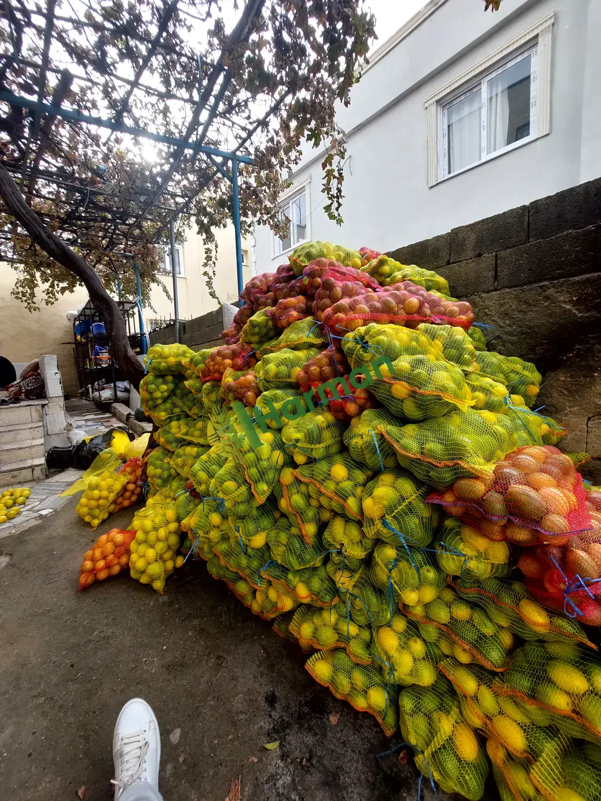 Mersin Mayer cins