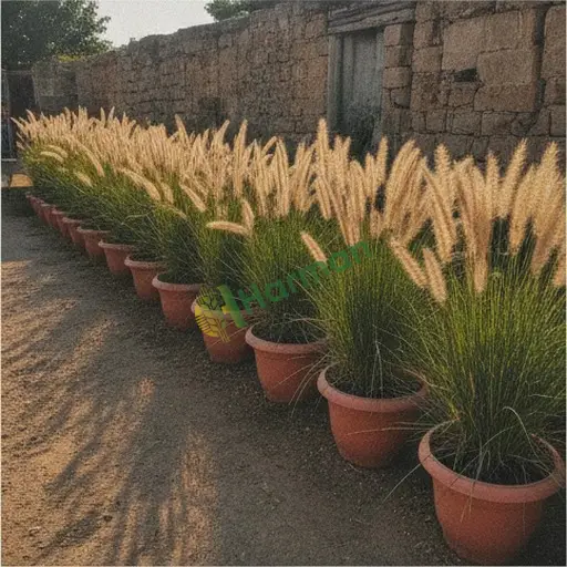 Mersin Toroslar'da miscanthus satılık