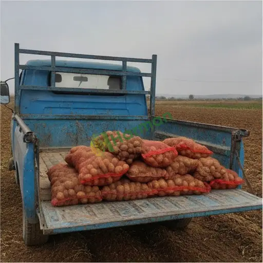 Gülnar'da Patates satılık