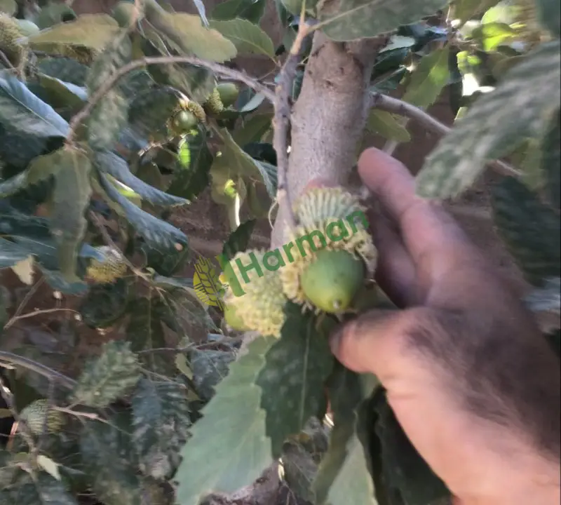 Meşe palamut