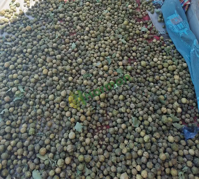 Meşe tohumu mazı