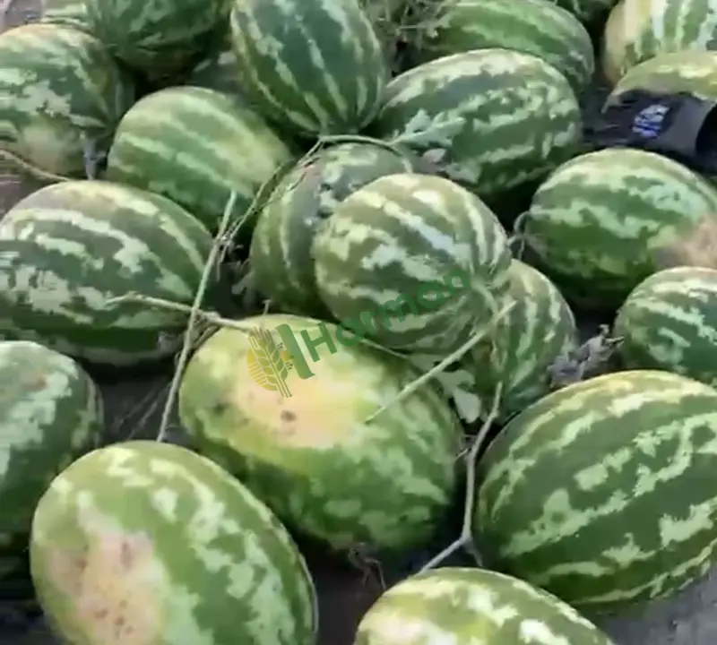 Meşhur uğrar karpuz