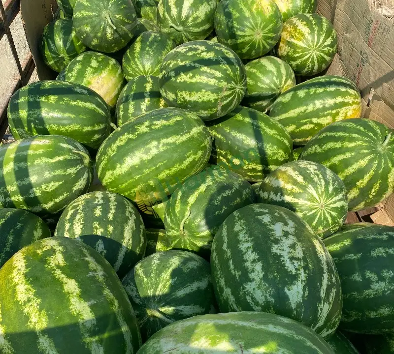 Meşhur uğrar karpuz
