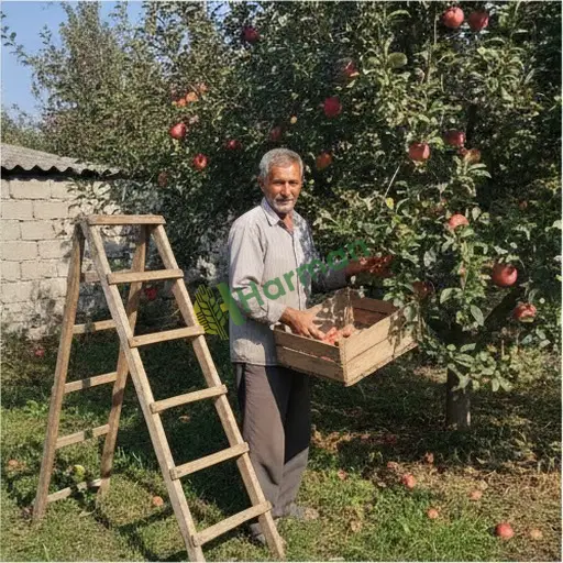 Düzce Gölyaka'da meyve toplatacak ekip lazım