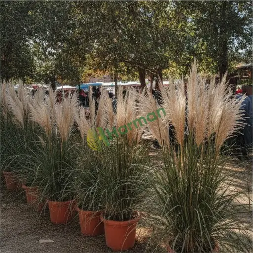 Bilecik Gölpazarı miscanthus tohumu lazım