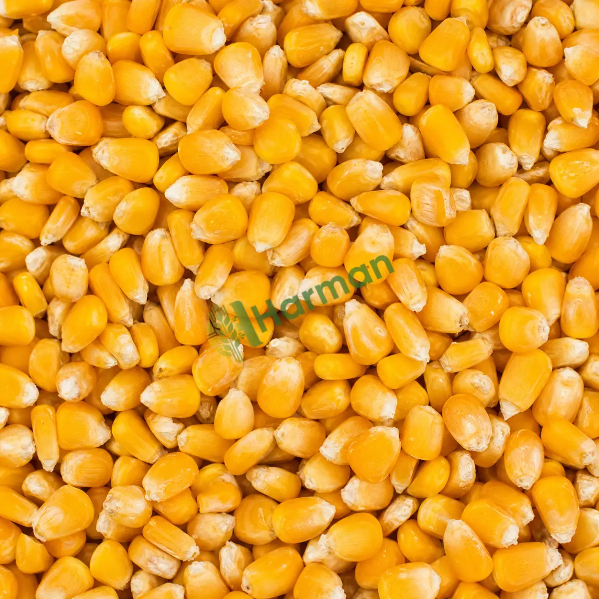 Mısır alınır
