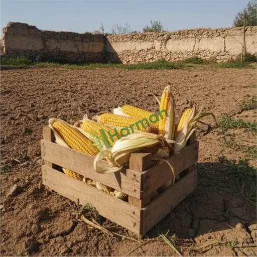 Muş Korkut mısır alıcısıyım