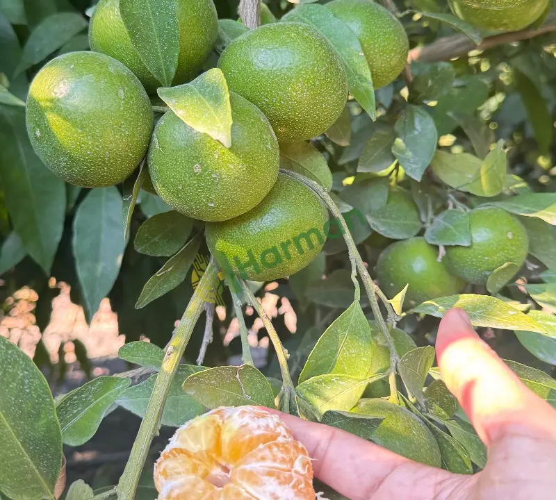 MİYAVAZA HASTALIKSIZ KALINTISIZ KALİTELİ BOYLU