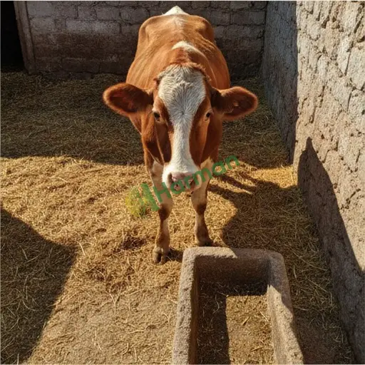 Montofon inek aranıyor - Siirt Şirvan